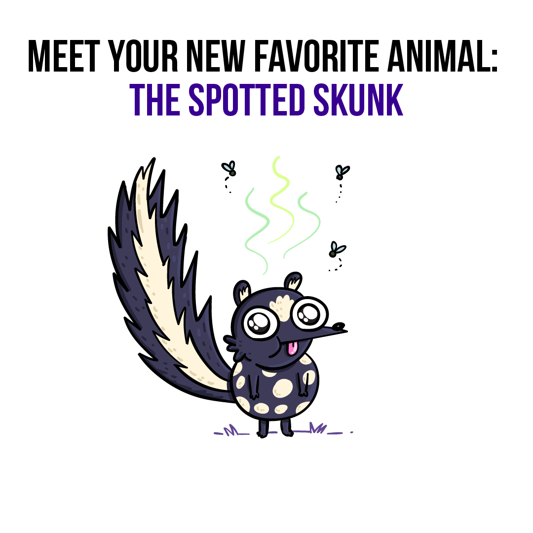 The Spotted Skunk