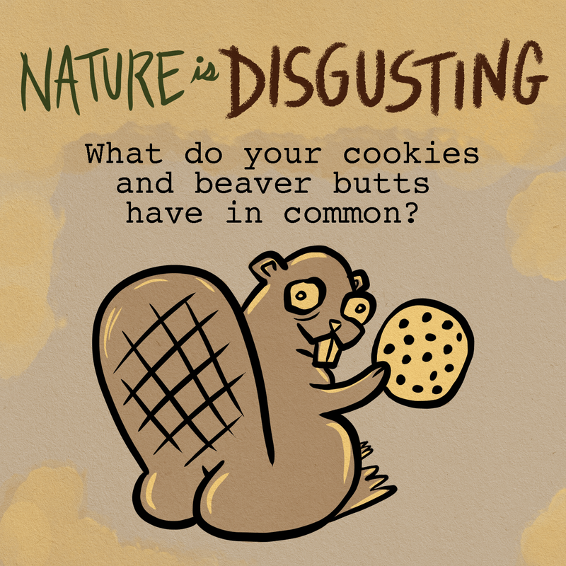 What do your cookies and beaver butts have in common | Nature is ...