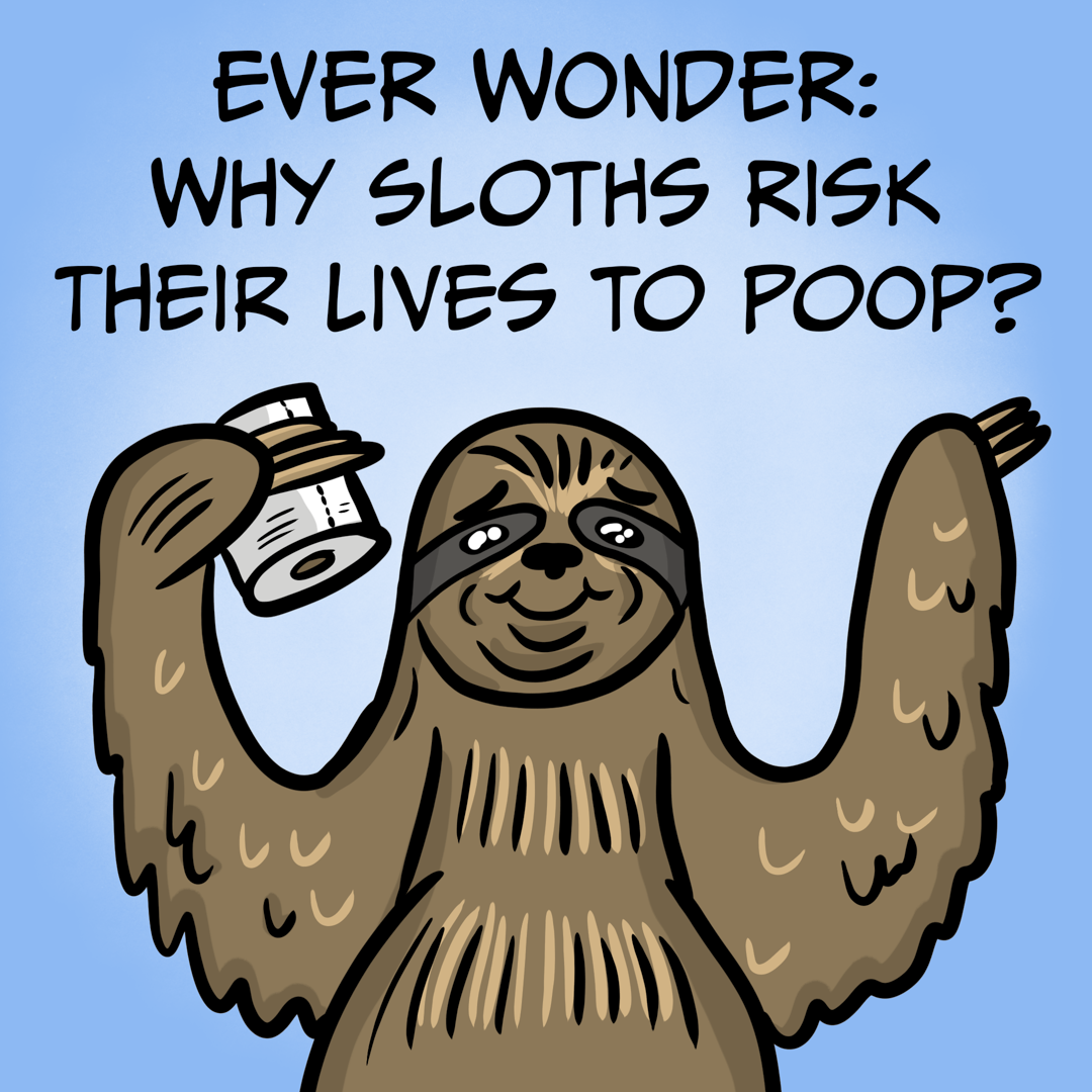 Ever Wonder? Why Sloths Risk Their Lives To Poop?