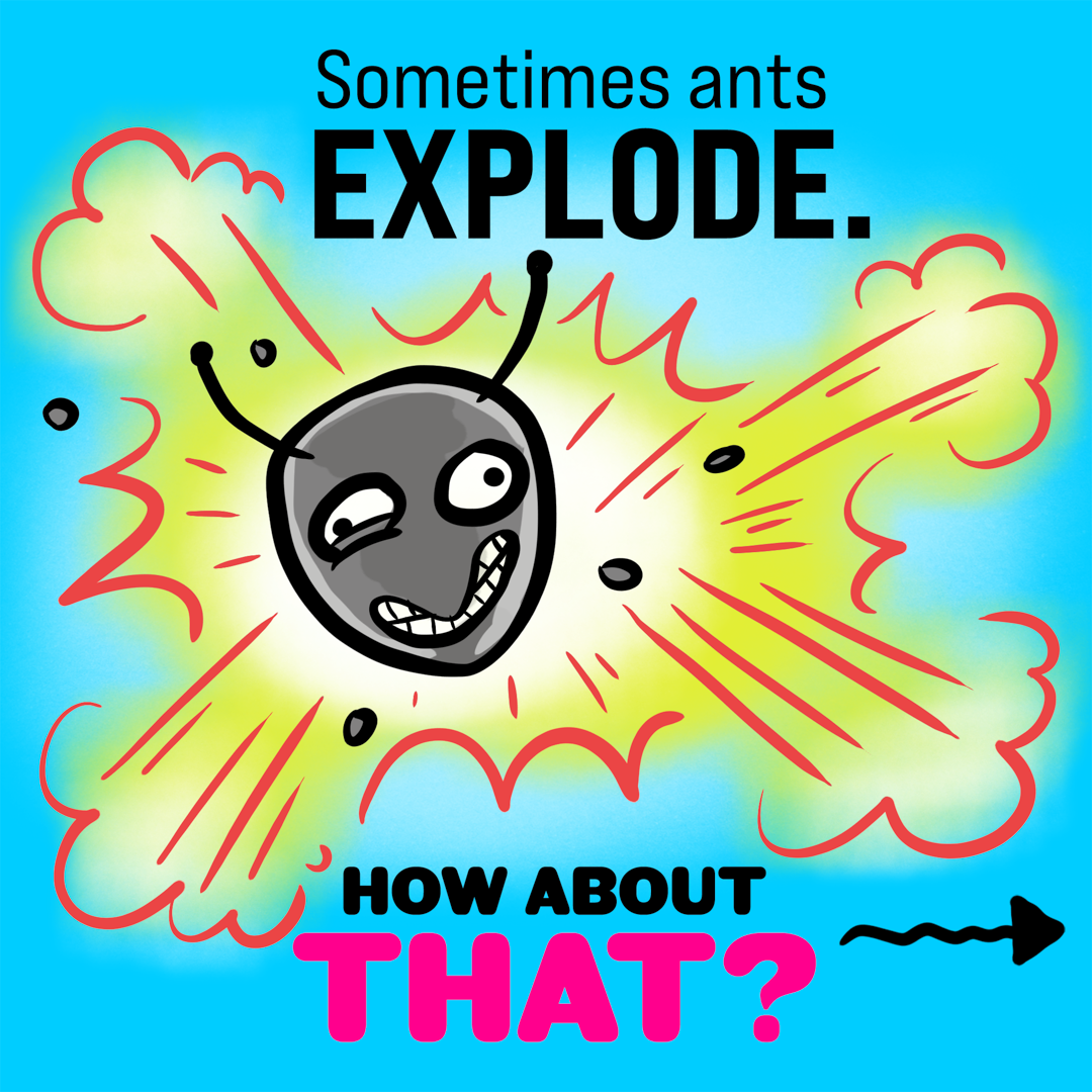 How About That? Exploding Ants