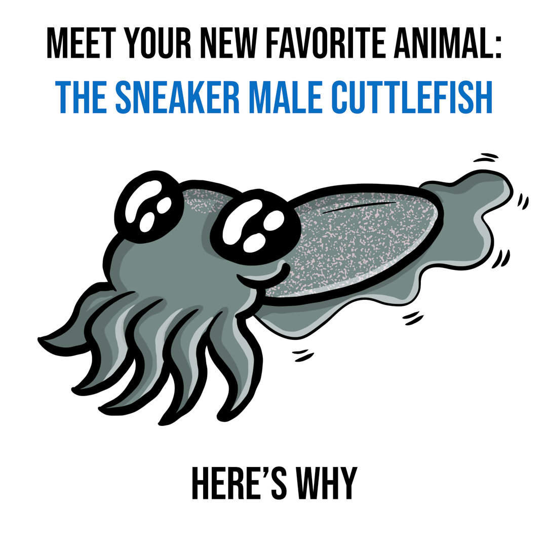 Your New Favorite Animal: The Sneaker Male Cuttlefish