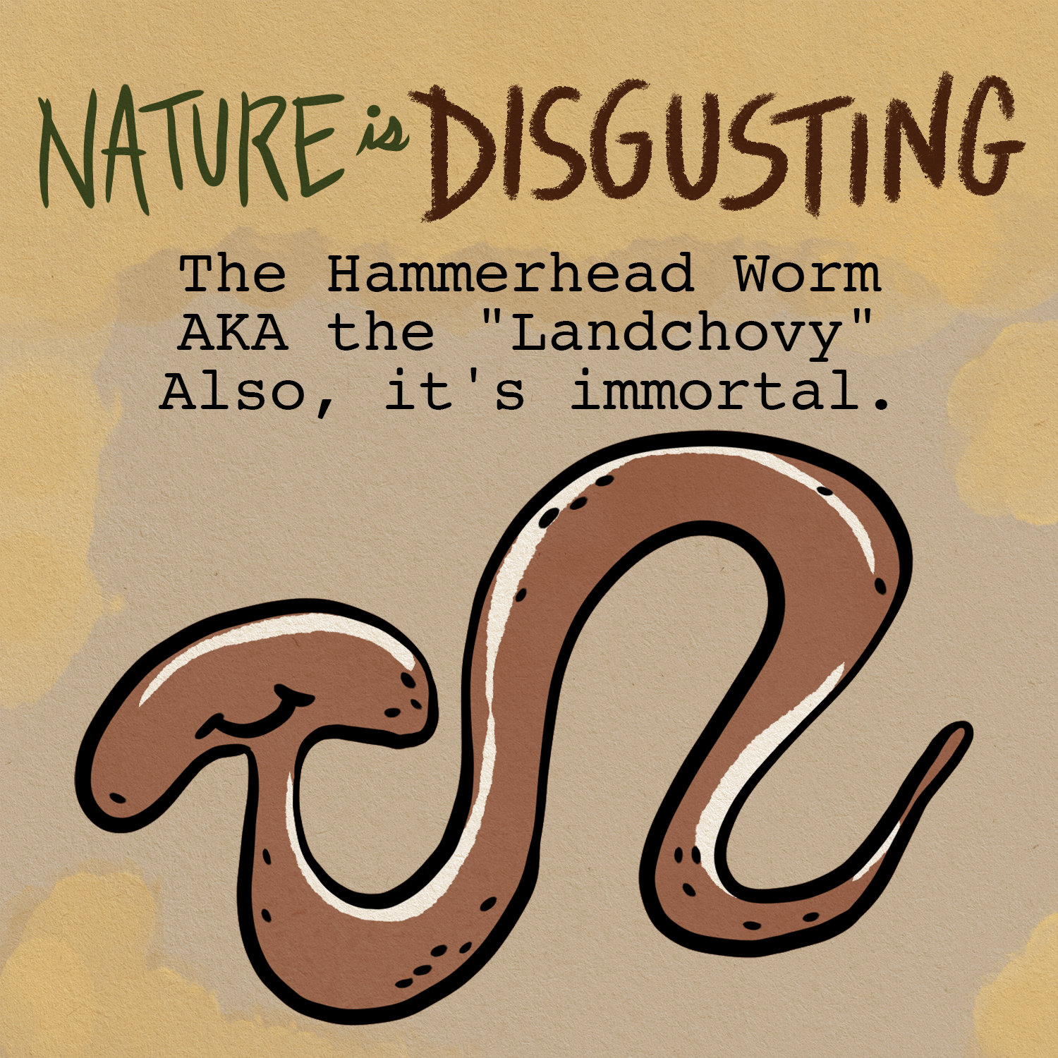 The Hammerhead Worm