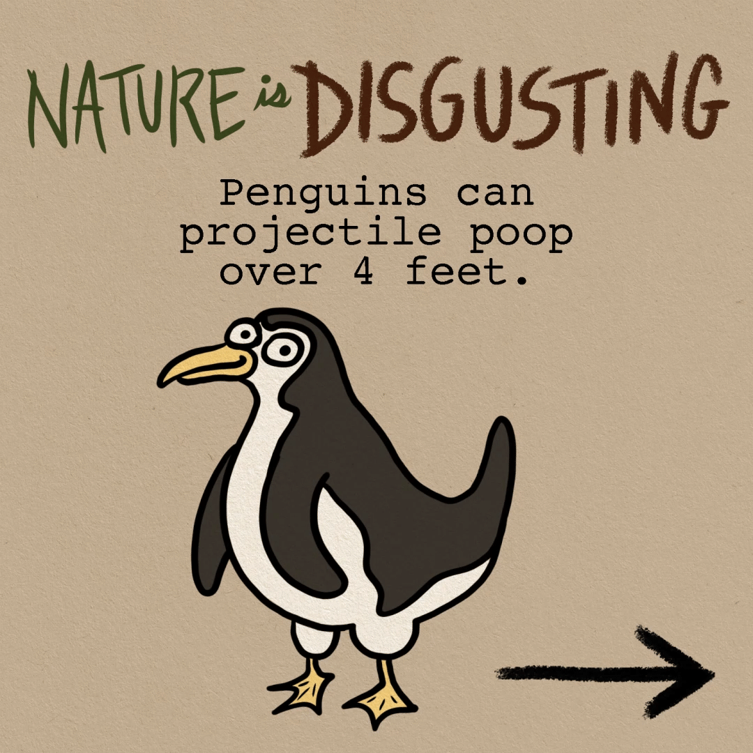 Prngwin Poop Penguin Projectile Poop | Nature is Disgusting | Exploding Kittens Blog