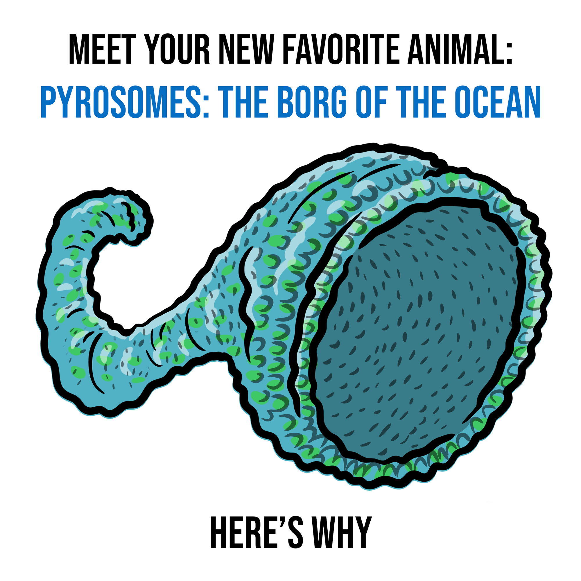 Your New Favorite Animal: Pyrosomes, the Borg of the Ocean