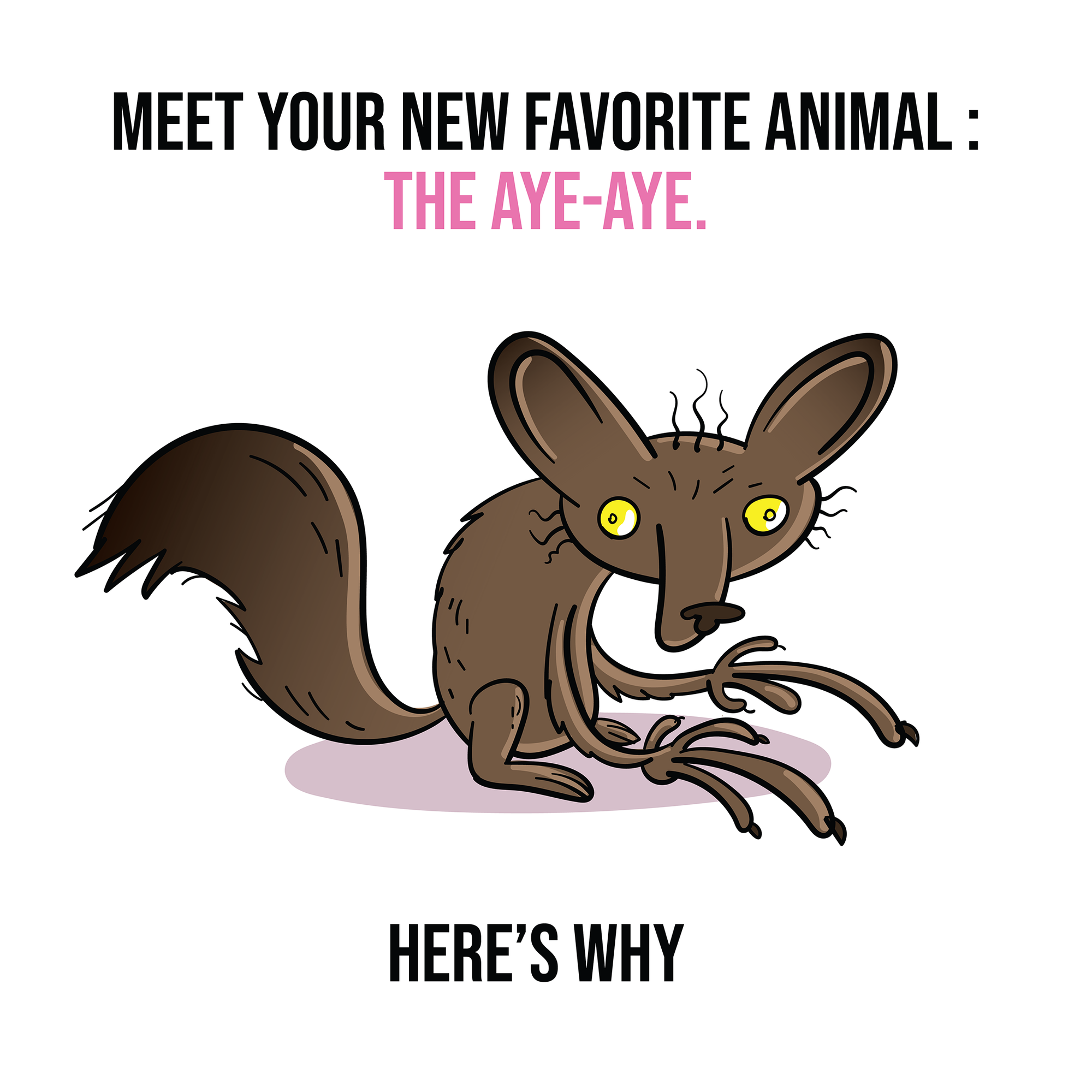 The Aye-Aye